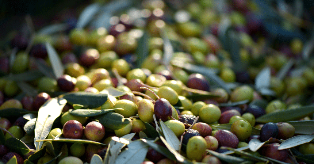 The Mesmerizing Story of Olives on World Olive Day -Wholesale Fod Group