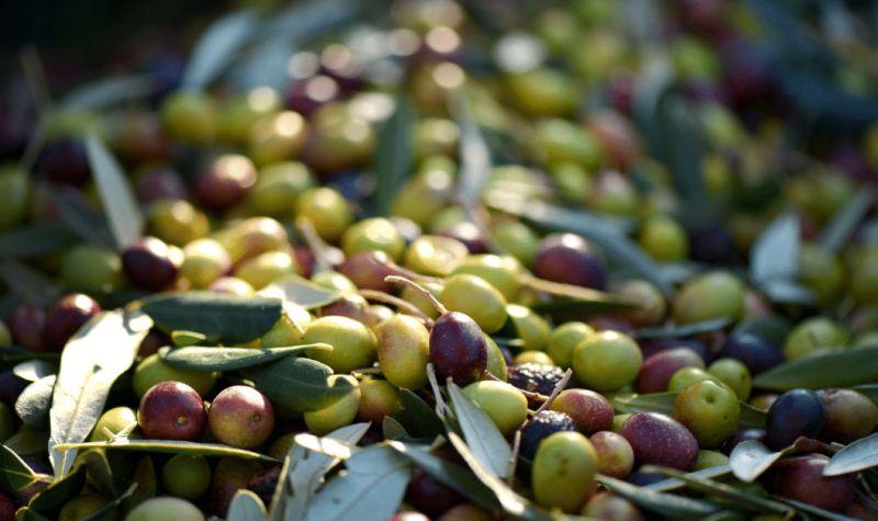 The Mesmerizing Story of Olives on World Olive Day -Wholesale Fod Group
